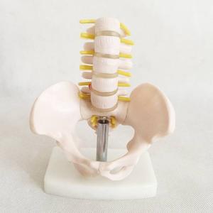 Half-Size Pelvis With 5pcs Lumbar Vertebrae Medical Model