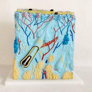 Enlarged Skin Model Medical Model