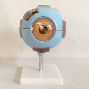Giant Eye Model Medical Model