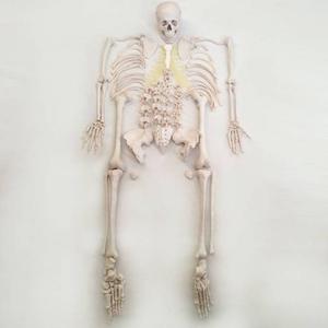 Disarticulated Skeleton With Skull Medical Model