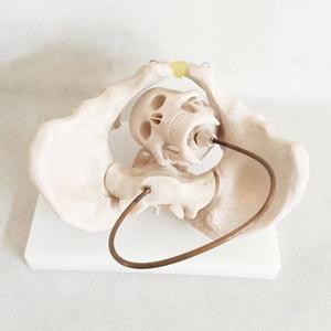 Birth Demonstration Model Medical Model