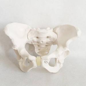 Adult Female Pelvis Medical Model