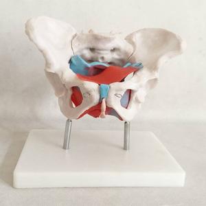 Female Pelvic Muscles And Organs Medical Model