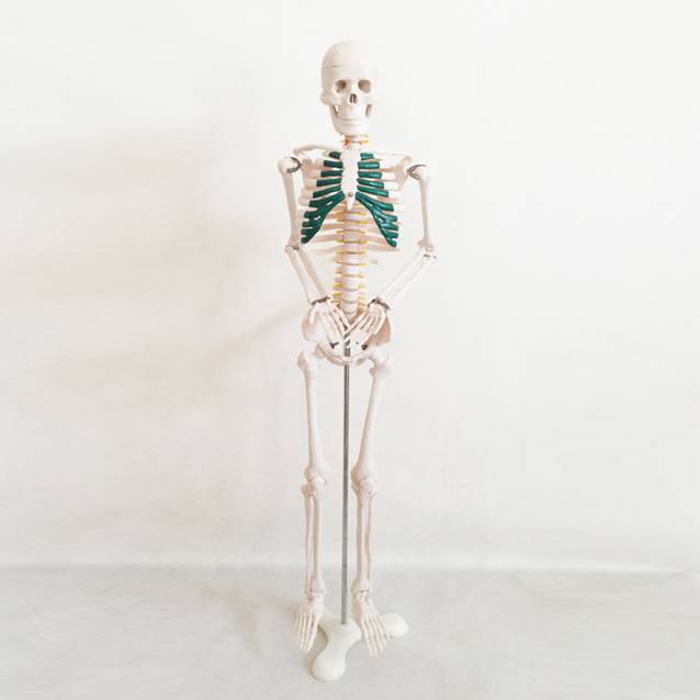 85CM Skeleton With Nerves And Blood Vessels Medical Model