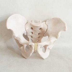 Adult Male Pelvis Medical Model