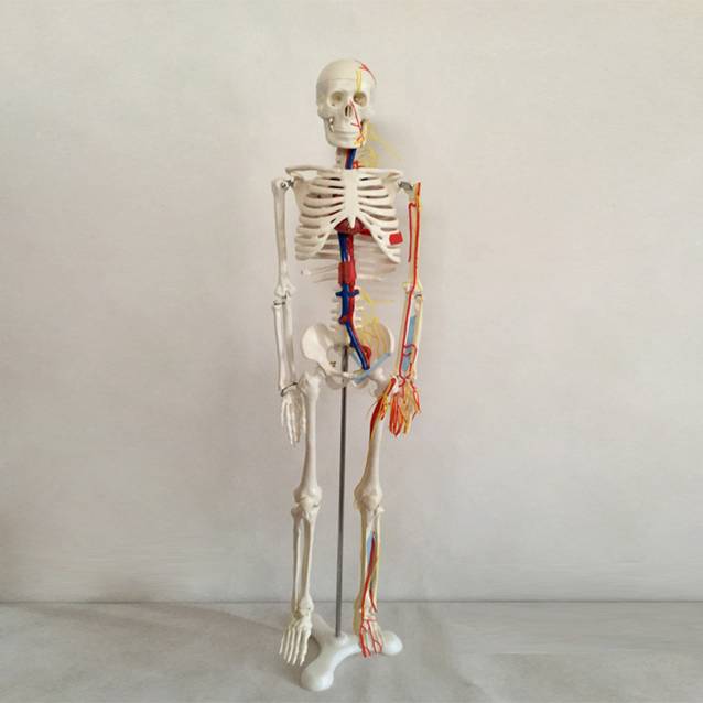 85CM Skeleton With Nerves And Blood Vessels Medical Model