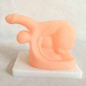 Advanced Male Internal ＆ External Genital Organs Medical Model