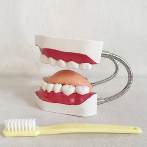 Dental Care Model ( 32 Teeth）Medical Model