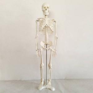 85CM Skeleton Medical Model