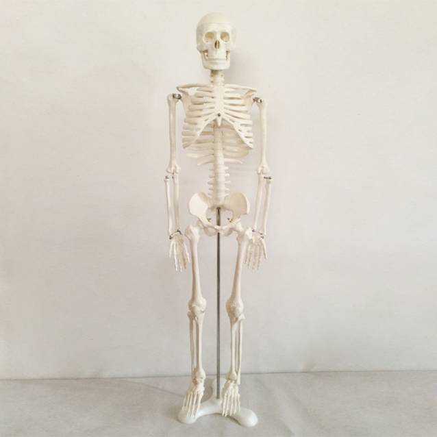85CM Skeleton Medical Model