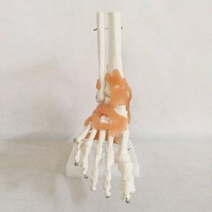 Life-Size Foot Joint With Ligaments Medical Model