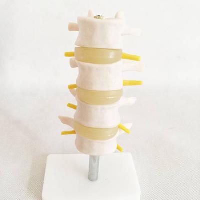 自然大腰椎带尾椎骨模型医用模型