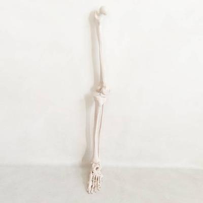 自然大下肢模型医用模型