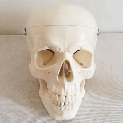 自然大头骨模型医用模型