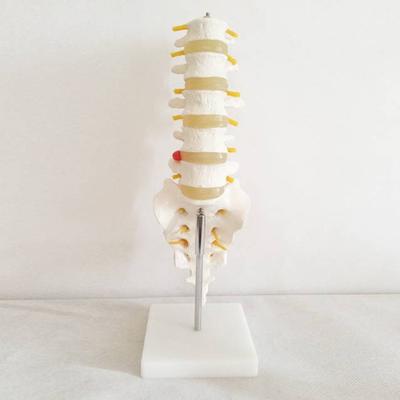 自然大腰椎带尾椎骨模型医用模型