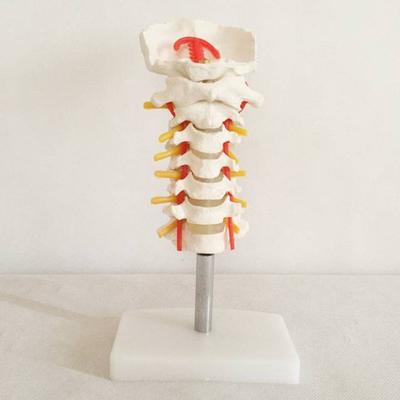 Cervical Vertebral Column With Neck Artery Medical Model