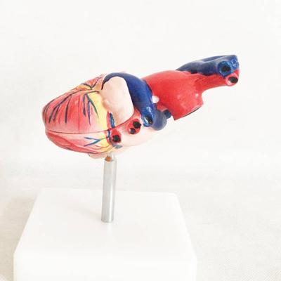 自然大心脏解剖模型医用模型
