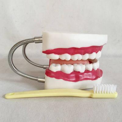 Dental Care Model (28 Teeth）Medical Model