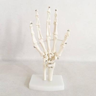 自然大手关节模型医用模型