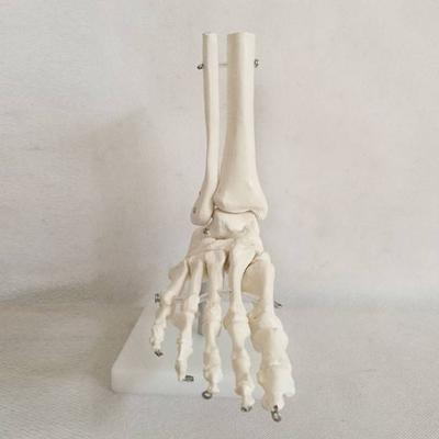 Life-Size Foot Joint Medical Model